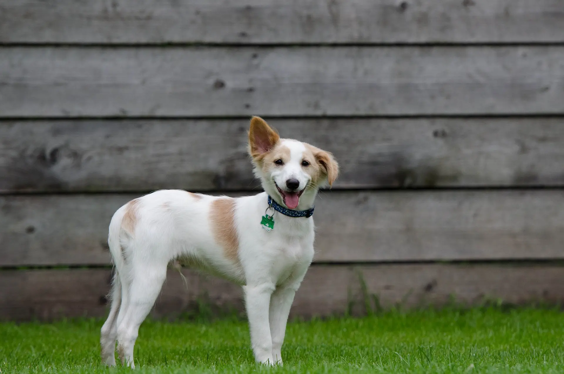 La importancia de las etiquetas de identificación para perros
